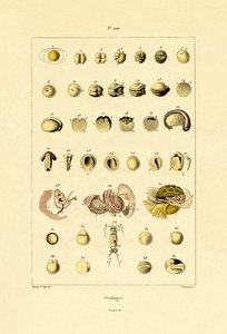 Ovología de French School